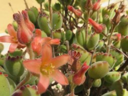 Cotyledon tomentosa subsp. tomentosa flowers open and closed
